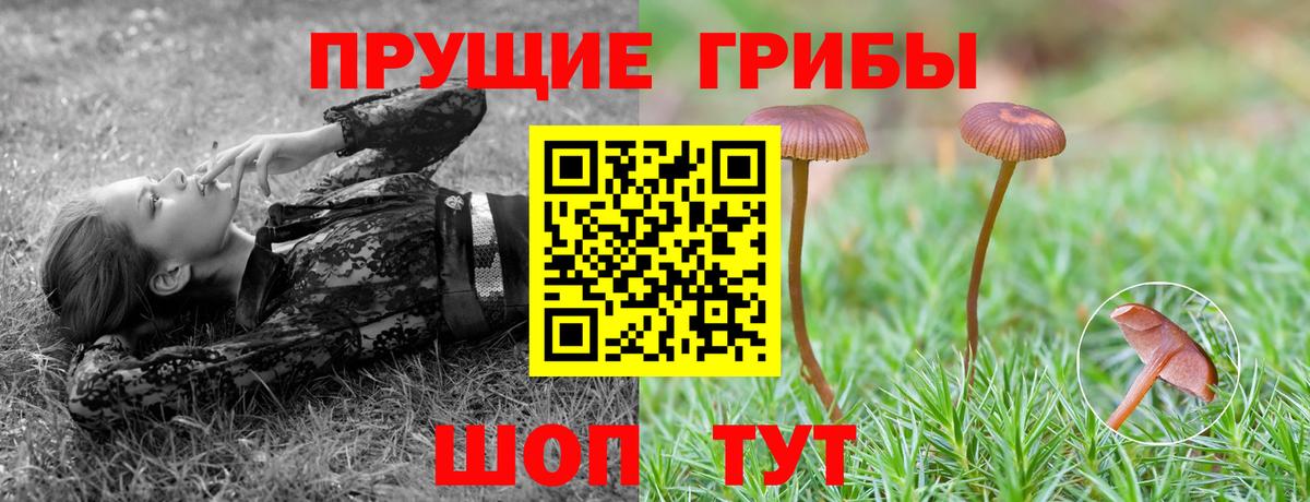Псилоцибиновые грибы Cubensis Черкесск